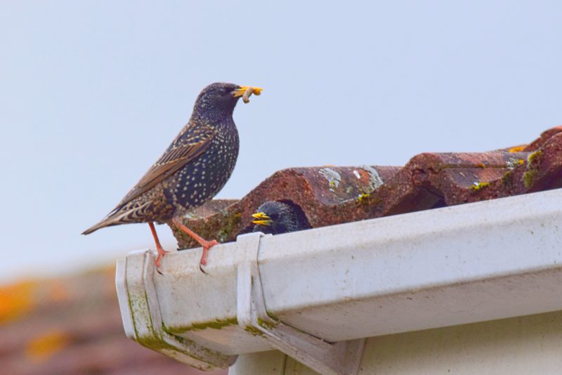 Contact About House Birds Removal